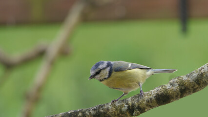 Blue Tit sitting in a hedge in UK