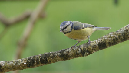 Blue Tit sitting in a hedge in UK