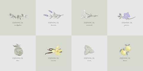 logo icons for essential oil, candle, homeopathy, perfume advertising. illustration of jasmine, mint, vanilla, lemon, chamomile, lavender, eucalyptus. minimalist vector