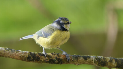 Blue Tit sitting in a hedge in UK