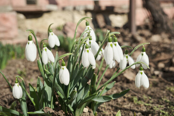 Fototapeta premium Closeup shot of fresh early snowdrops or common snowdrops Galanthus nivalis