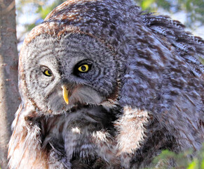 Great Grey Owl portrait sitting on a fir tree branch in the forest, Quebec, Canada