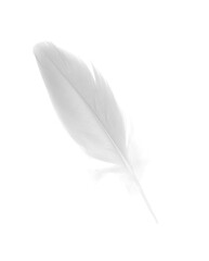 sketching white feather on white background