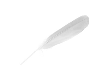 sketching white feather on white background