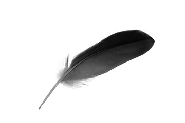 Beautiful black feather isolated on white background