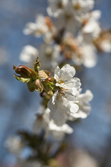 Close up white cherry blossom tree in the spring