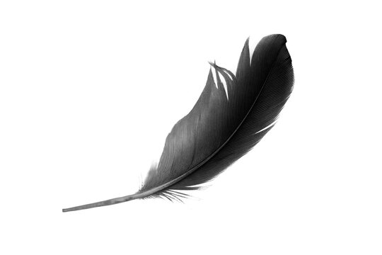 Beautiful Black Feather Isolated On White Background