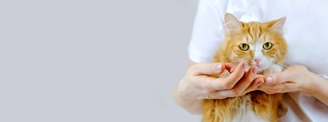 Human hands holding a paw of cat. Tender love and friendship between human and animal. Banner with copy space