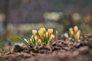 spring crocus flowers, blurry background, soil, space for text