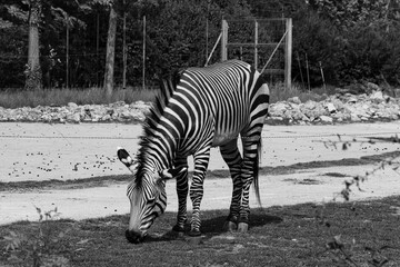 Zebra emn preto em Branco