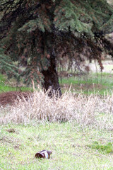 Empty glass bottle in the forest thrown by man.