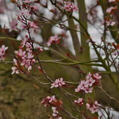 pink cherry blossom in march 2021