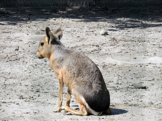 Naklejka premium patagonian mara