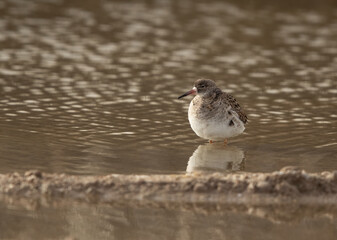 Closeup of a Ruff at Asker Marsh, Bahrain