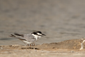 A pair of Little Tern perched on ground at Asker marsh, Bahrain