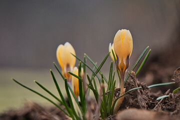 spring yellow crocus flowers