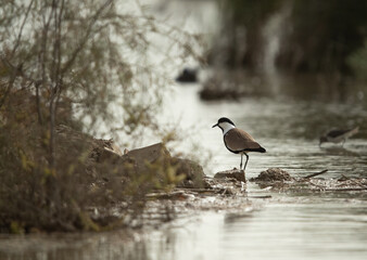 Spur-winged lapwing at Asker marsh, Bahrain