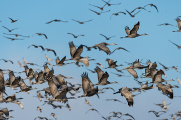 Migrating Greater Sandhill Cranes in Monte Vista, Colorado