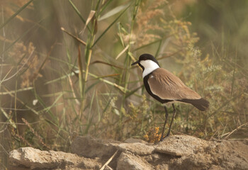 Photograph taken through the bush of a Spur-winged lapwing at Asker marsh, Bahrain