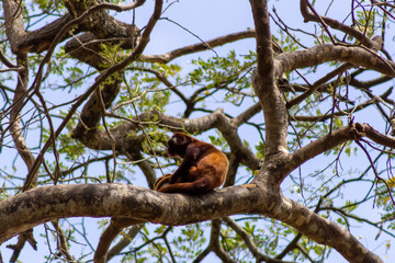 monkey on a tree