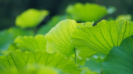 Fototapeta na wymiar The green lotus pool view full of the green lotus leaves in the rainy day