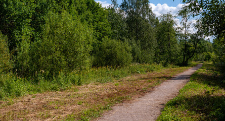 Fototapeta na wymiar footpath in the park. Summer Day