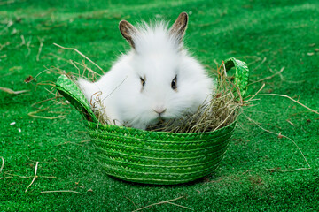 Osterhase © Michaela Begsteiger