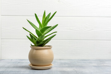 Aloe vera flower in a pot on a background of a wooden wall with copy space.