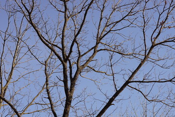 Old bare tree branches in blue sky