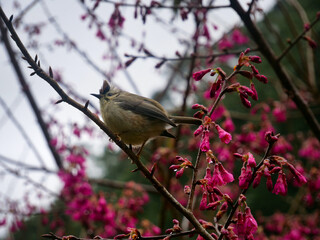 A small bird perched on a branch of a tree that is blooming with spring pink flowers