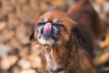 old dog Pekingese playing in the park with a man