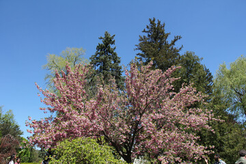 Toronto Botanic Garden, cherry blossoms