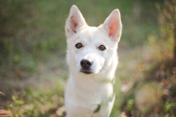 close-up portrait of a beautiful white dog