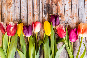 Top view or flat lay of Colorful tulips flowers on wooden background. Copy space for text. Feminine concept. spring theme