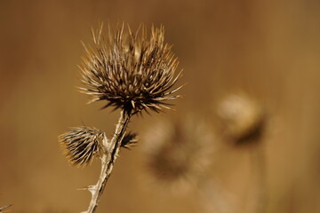 Sharp thorn plant growing in blurry brown field