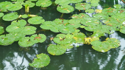 The green lotus pool view full of the green lotus leaves in the rainy day