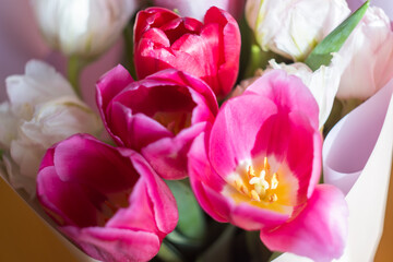 Pink tulips close up. A flower with petals cut and torn at the edges. The background is blurry, selective focus. Floral background. Springtime theme.