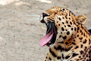  Jaguar with open mouth yawns and squints on a sunny day, beautiful sick wild cat close-up, free space for text