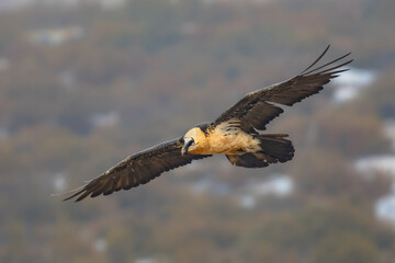 Obraz premium Bearded vulture flying