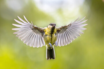 Bird in flight on green garden background