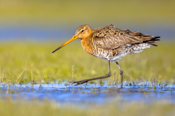 Black-tailed Godwit wader bird in natural habitat