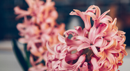 Banner with beautiful pink hyacinth flower, toned image with soft focus