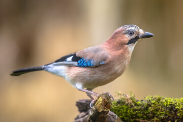 Curious Eurasian Jay on bright background