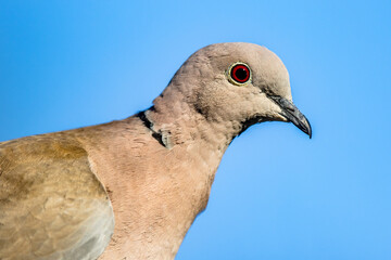 Eurasian collared dove perched on branch