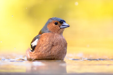 Male common chaffinch bird portrait while bathing