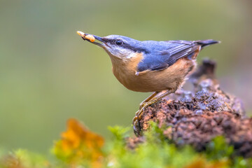Nuthatch perched on tree trunk in forest