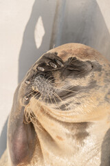 seal portrait with a dramatic face