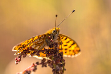 Queen of Spain fritillary