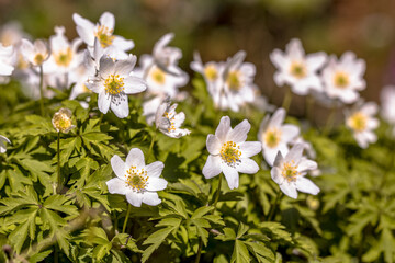 Wood anemone flowers in march