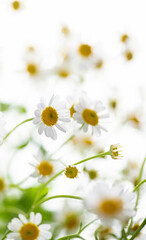 Close up of Chamomile Flowers